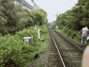 [沿線あじさい美化活動（箱根登山鉄道　彫刻の森〜小涌谷　神奈川県足柄下郡箱根町）]
