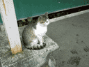 [小涌谷の猫（箱根登山鉄道　小涌谷　神奈川県足柄下郡箱根町）]