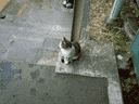 [小涌谷の猫（箱根登山鉄道　小涌谷　神奈川県足柄下郡箱根町）]